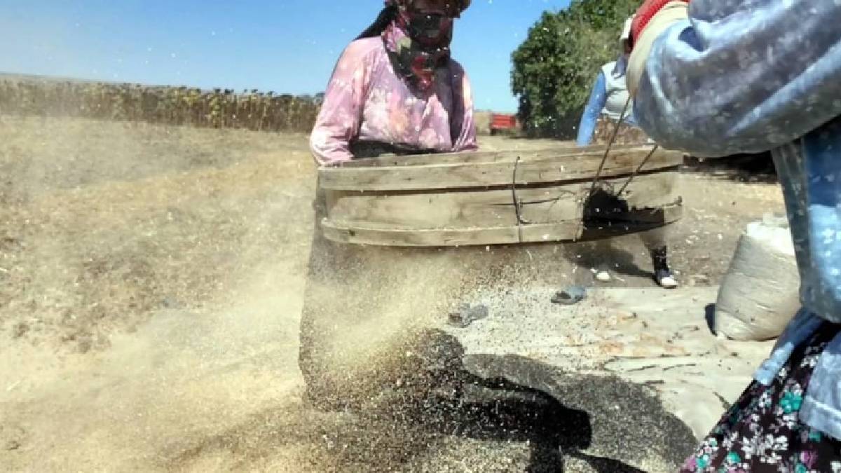 Ankara Polatlı’da dev hasat! 3 yılda yetişiyor, 9 ay çürümeden kalıyor