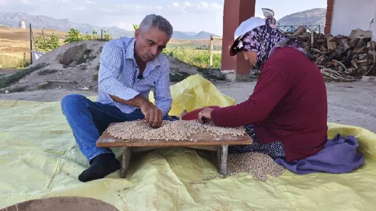 Adanalı çiftçi 50 dönümde emeklerinin karşılığını alacak! Kilosu 100 TL’den satışa çıkacak