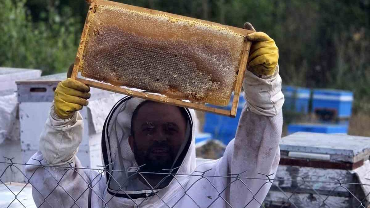 Nalburken merakla başladı arıcı oldu! 3 kovanla sınırları aşıp 250 kovana çıkardı