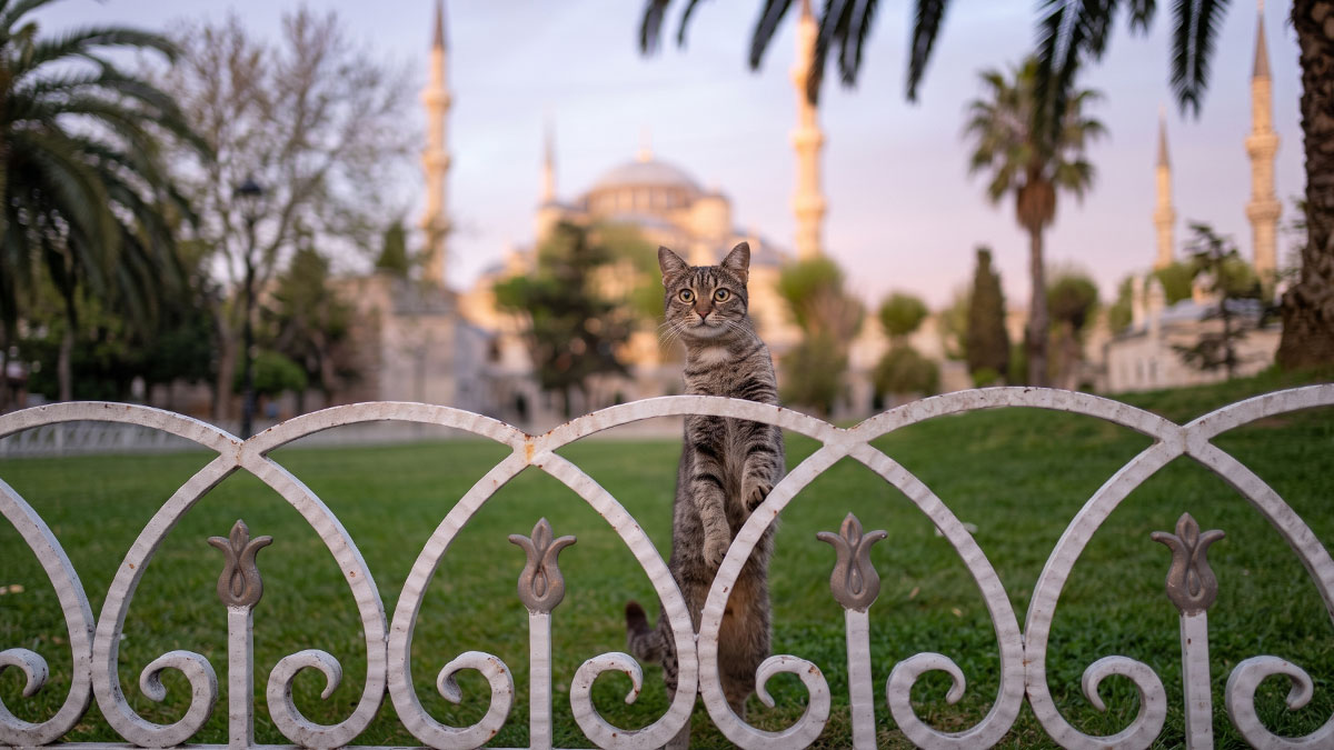 Ayasofya yerine sokak aralarını geziyorlar: Kediler, küresel turizm elçisi oldu