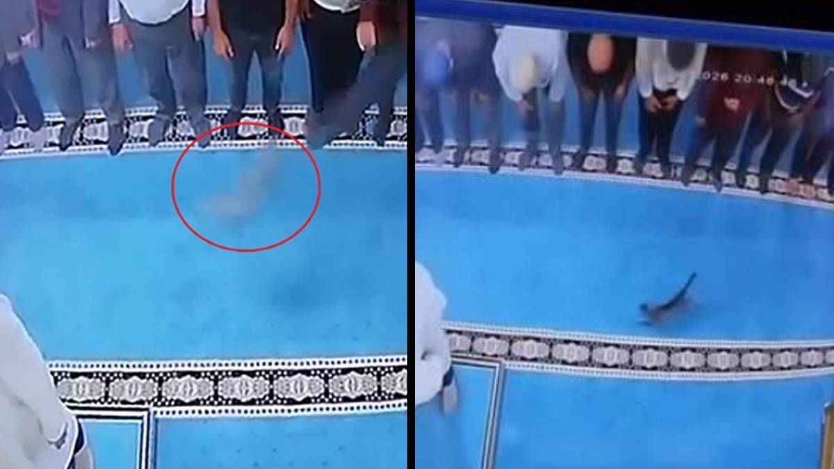 Camideki görüntüler üzerine savcılık harekete geçti: Namaz kılarken yavru kediyi tekmeleyen kişi gözaltında