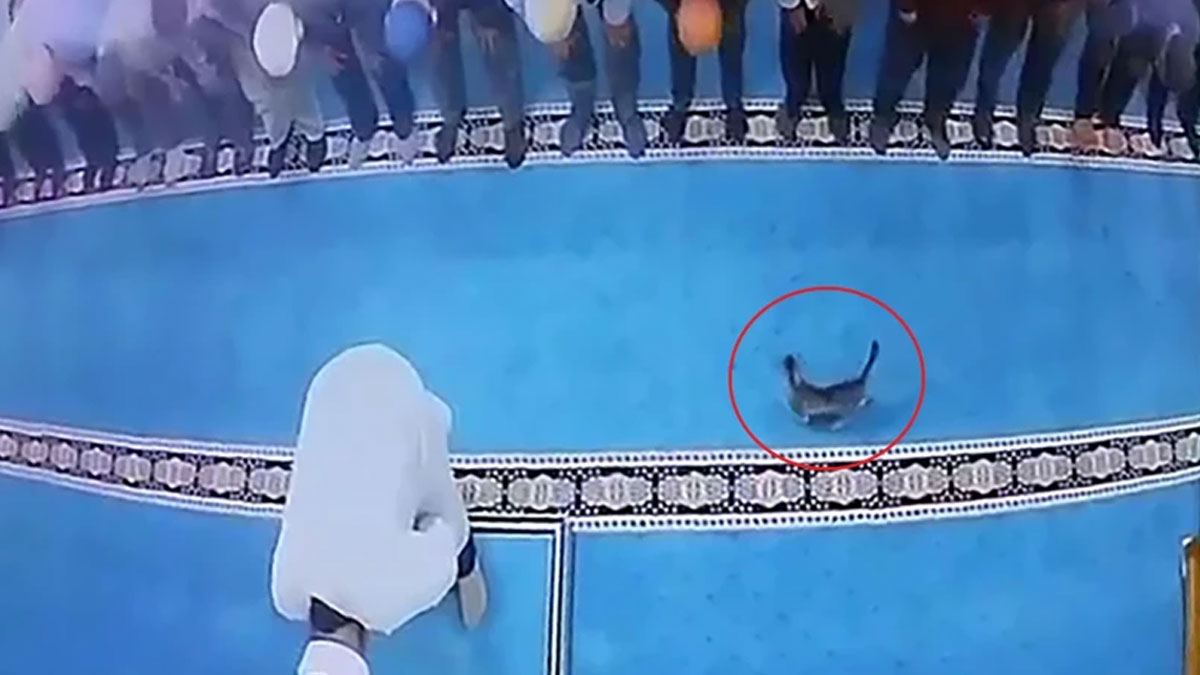 Gözaltına alınmıştı: Camide kedi tekmeleyen kişi serbest bırakıldı