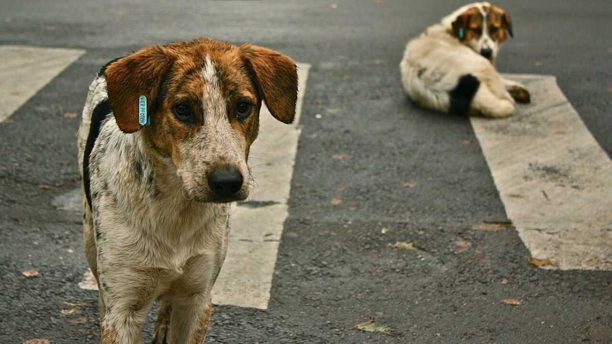 81 ilde sokak köpekleri için ortak denetim