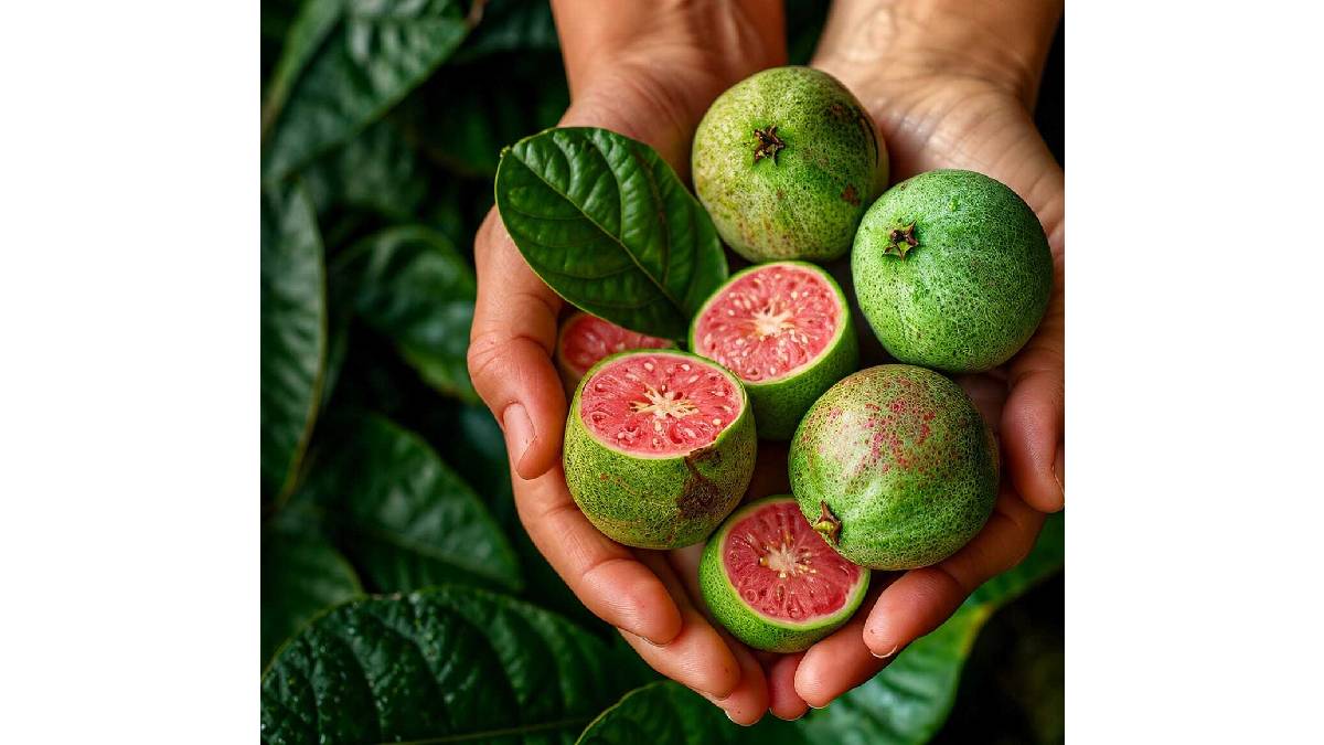 LifeCell Farma, geliştirdiği guava bazlı formülle alana yeni bir yaklaşım getirmeyi hedefliyor