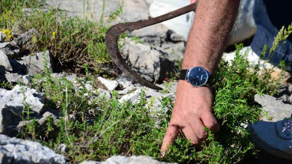 Yüksek rakımda hasat başladı! Keserek topluyor kilosunu 50 TL’den satıyorlar