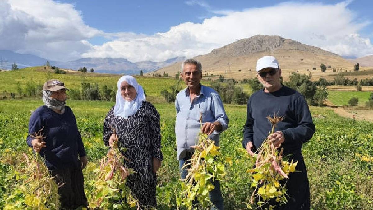Coğrafi işaretli fasulyede hasat vakti: Kilosu 125 TL!