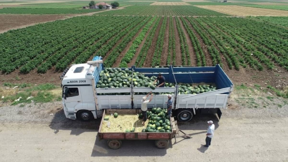 230.000 ton beklentili hasat başladı! Muş’tan tüm Türkiye’ye ulaşacak