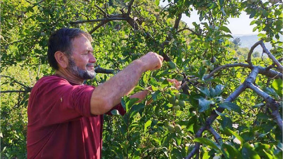 İlaç kullanılmadan yılda 200 ton üretiliyor! 140 yıllık üründe hasat zamanı