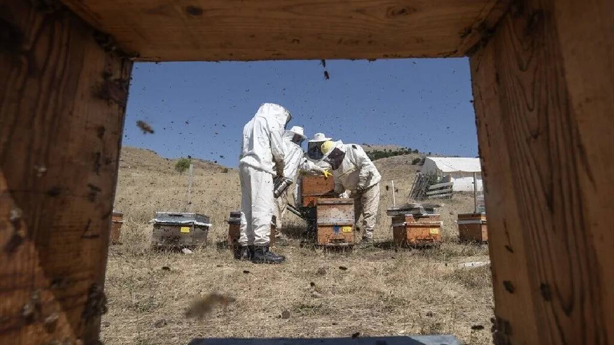 Tunceli yaylalarında meşakkatli maraton başladı! Tescilli ‘Munzur Balı’ sofralara ulaşacak