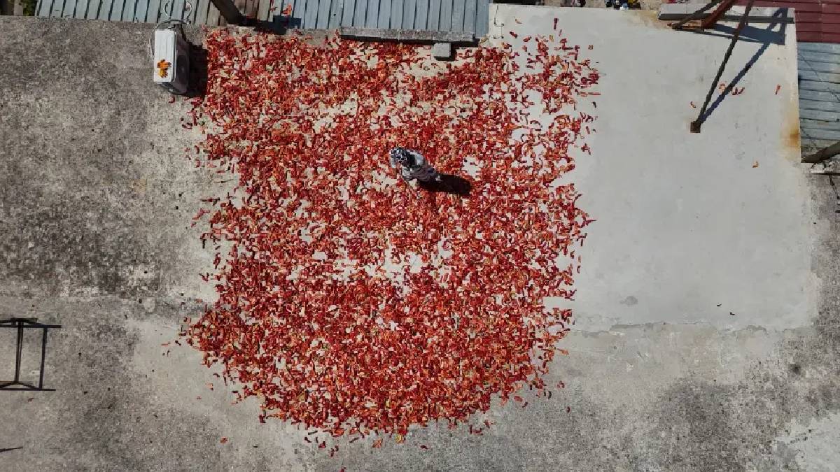Hasatta toplanıyor damları kırmızıya boyuyor! Kilosu 300 TL’den satılıyor