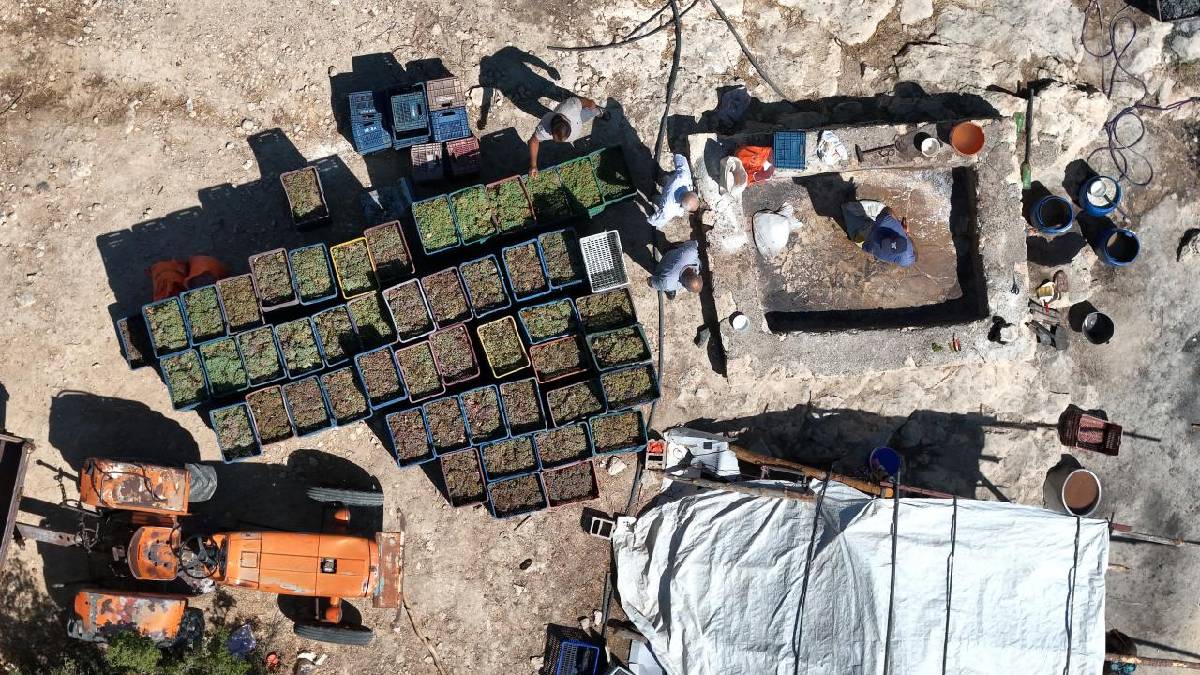 Bağ bozuldu ‘Şıhrana’ mesaisi başladı! Mersin’de 800 rakımda hummalı çalışma