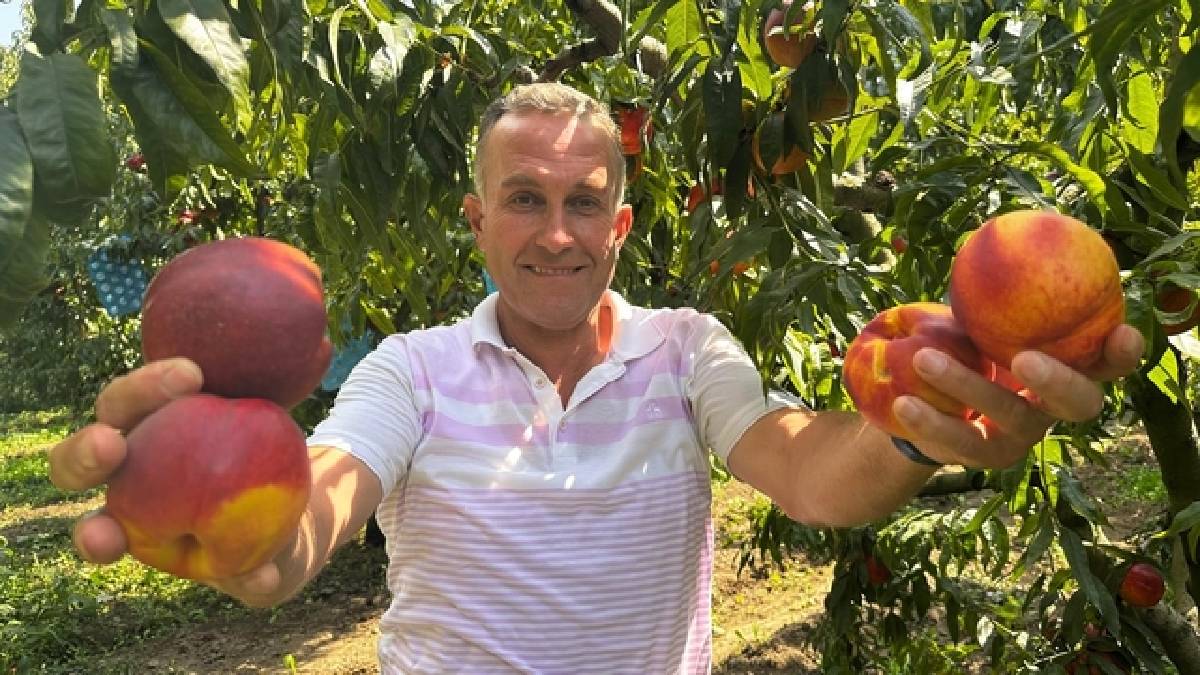 Fiyatlar dalında 3'e katlandı! 10 liraya kadar gerilemişti, 40 lira üreticiyi güldürdü