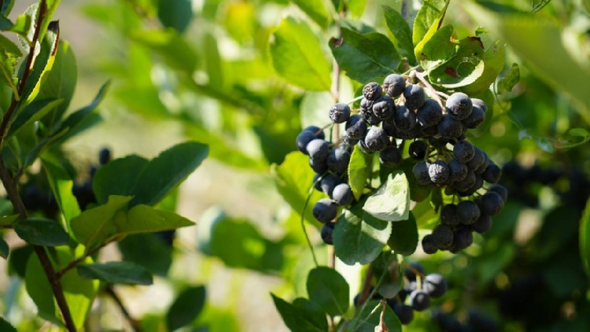 Sıcakta yediği bir kepçe dondurma üretime sürükledi! Şimdi günde 25 kg topluyor