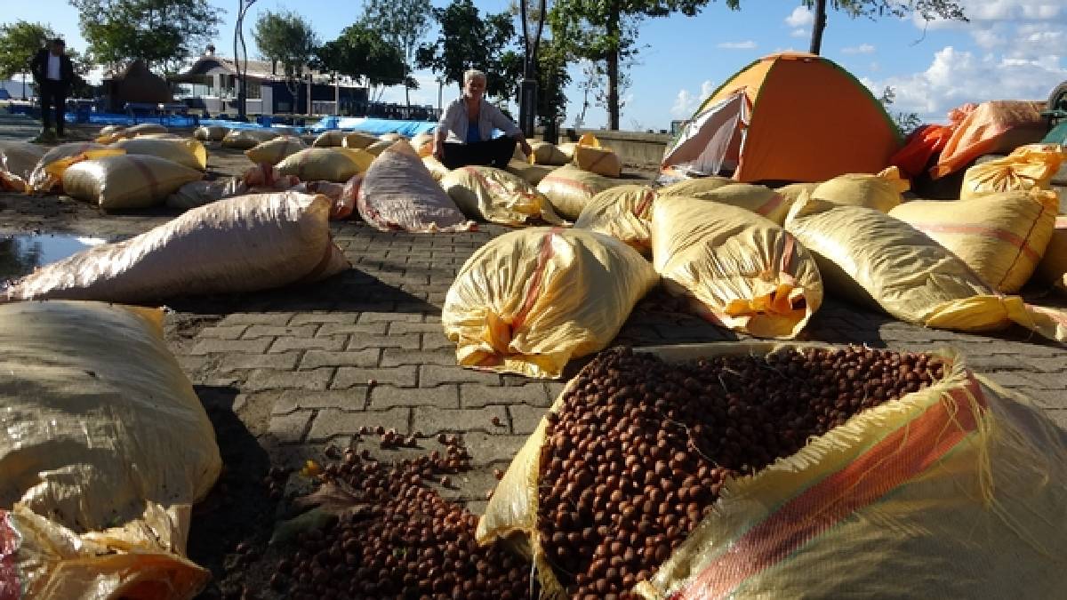 Hasat telaşı bitti kurutma telaşı başladı! Giresun fındıkları yağış engeline takıldı
