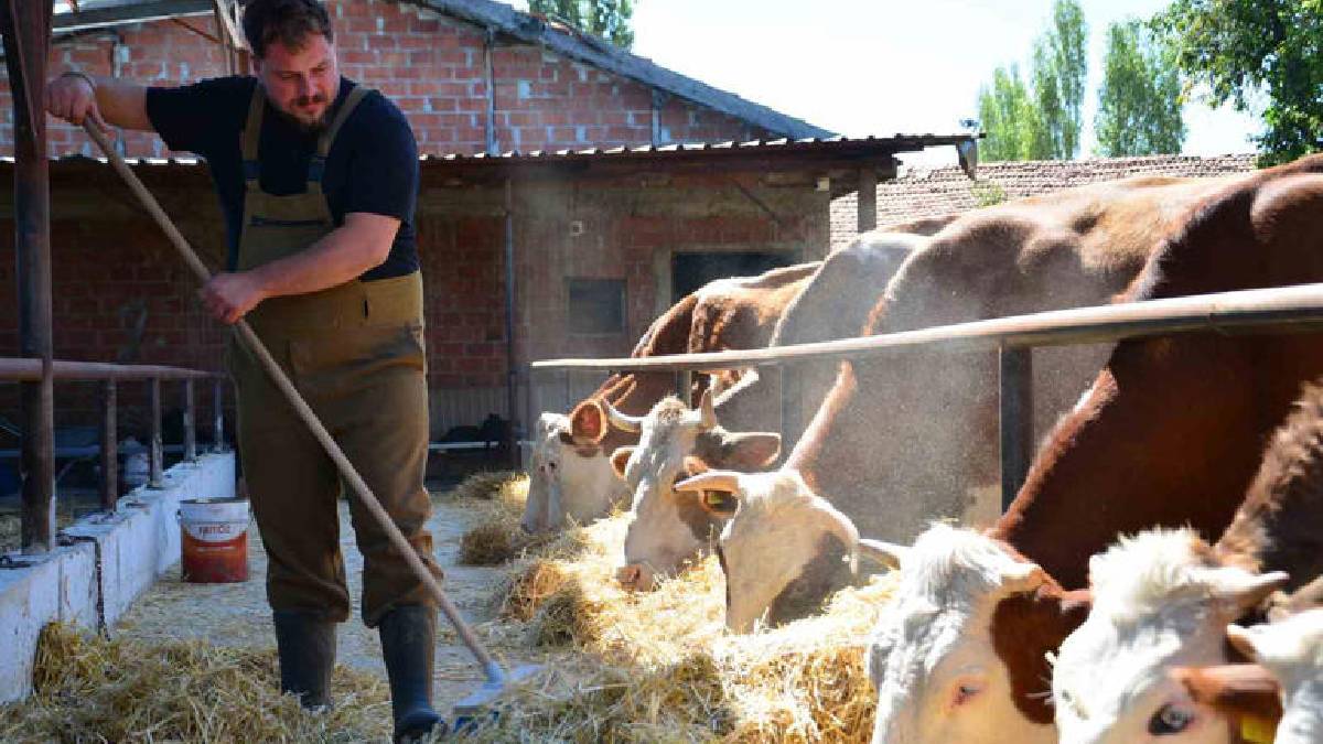 Memuriyeti bıraktı kömürlüğü ahıra çevirdi! ‘Yapamazsın’ diyenlere inat 3 yıldır hayalindeki işi yapıyor