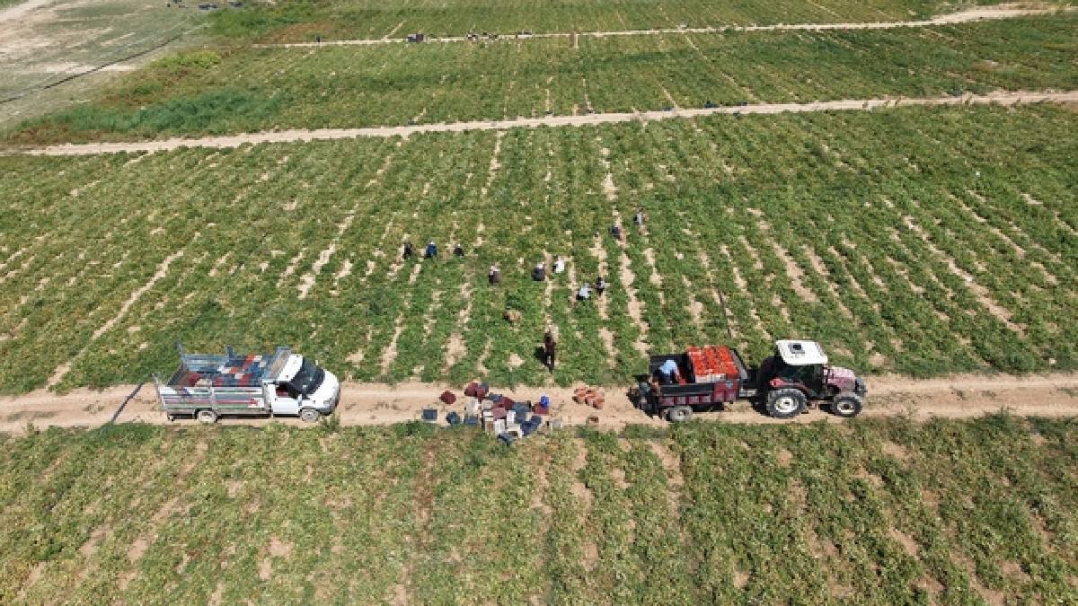 7.000 dönümde 20.000 ton rekolte bekleniyor! Elazığ’da organik hasat başladı