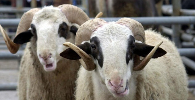 Bakan Fakıbaba'dan kurban fiyatlarıyla ilgili açıklama