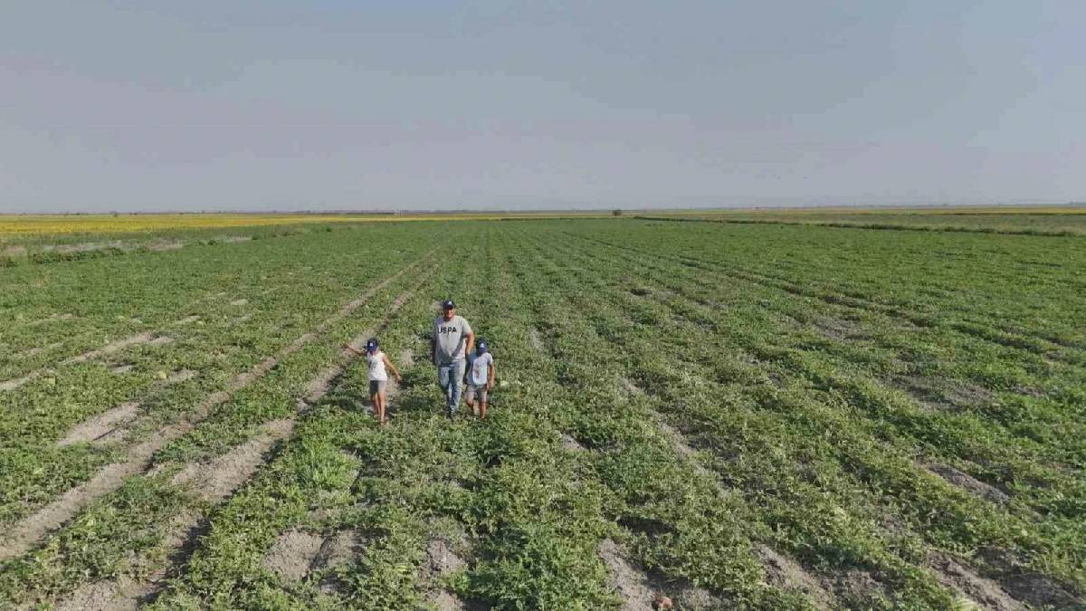 Dönüm başına verimi 2 tondan 5 tona çıkardı! Hatay’da yüksek rekolte sevinci yaşanıyor