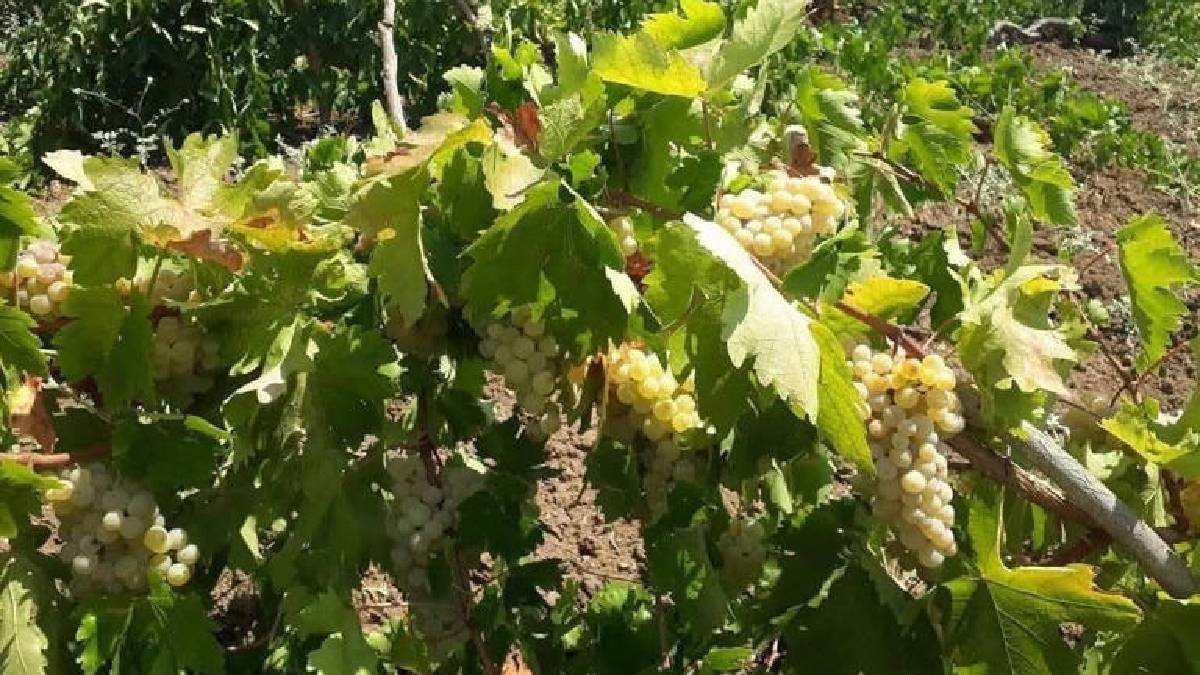 Diyarbakır’da hasat telaşı başladı! Tescilli lezzet bağlardan indi