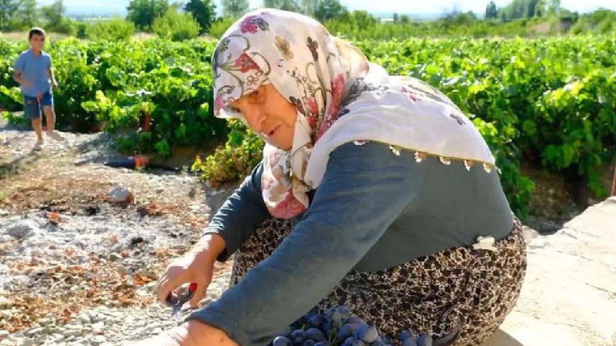 Yaşına aldırmıyor her gün bağın yolunu tutuyor! Erzincan’ın 75’lik Güldursun teyzesi hasat mesaisinde