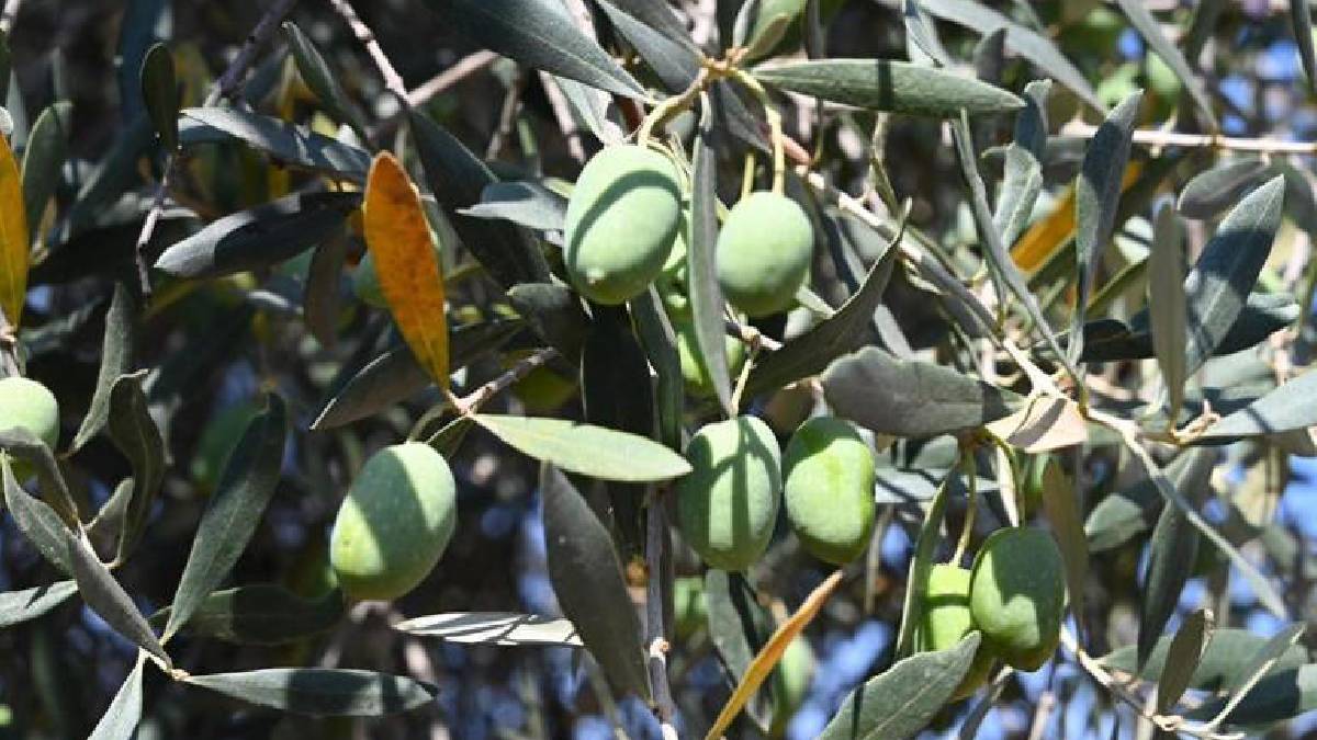 Roma İmparatorluğu’ndan günümüze uzanan 15 asırlık miras! Bursa’nın dev zeytin ağacı dikkat çekiyor