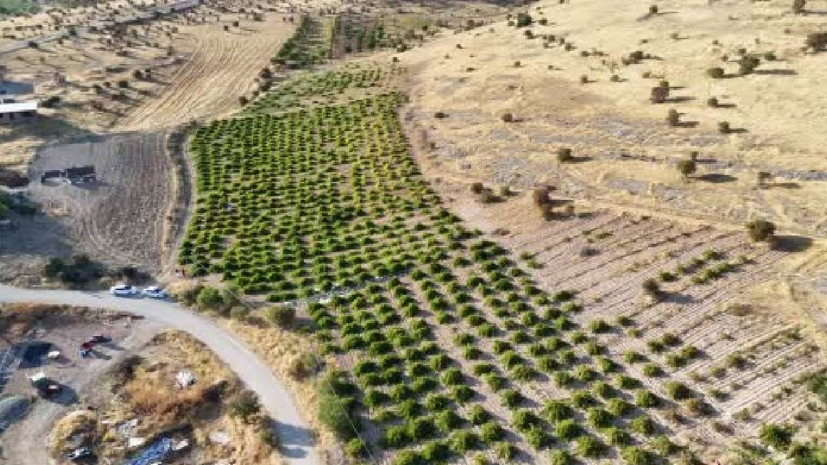 Kilosu 600 TL’ye fırladı yine de yetişmiyor! Malatya’da üretiliyor, geçen yıldan randevu alarak satılıyor