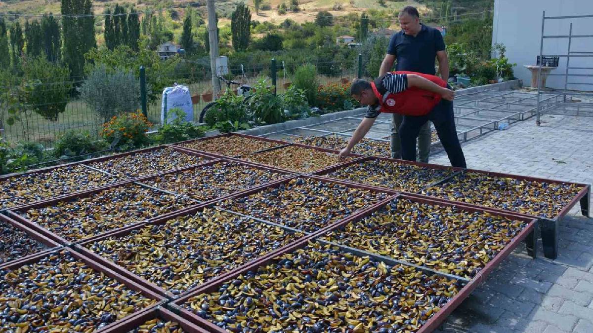 138 yıllık fidandan üretiliyor dünyaya satılıyor! Kimyasalı yok, talebi çok