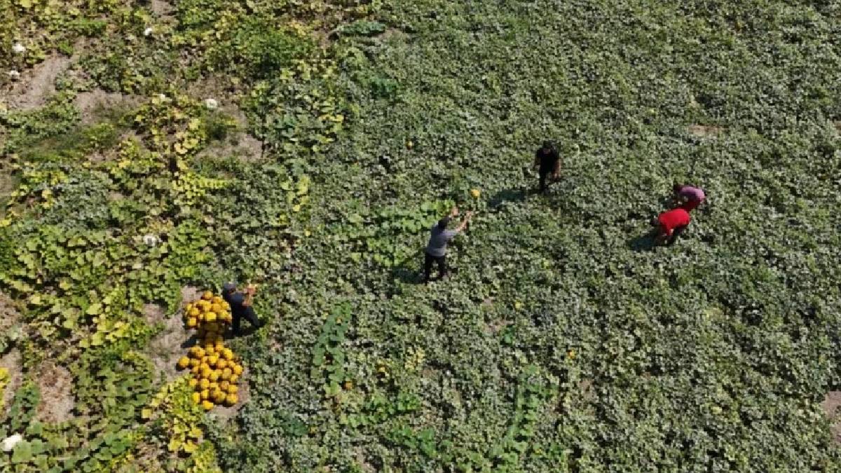 20 dönümden 80 ton ürün çıkacak! Antakya’da 40 derecede son hasat yapılıyor