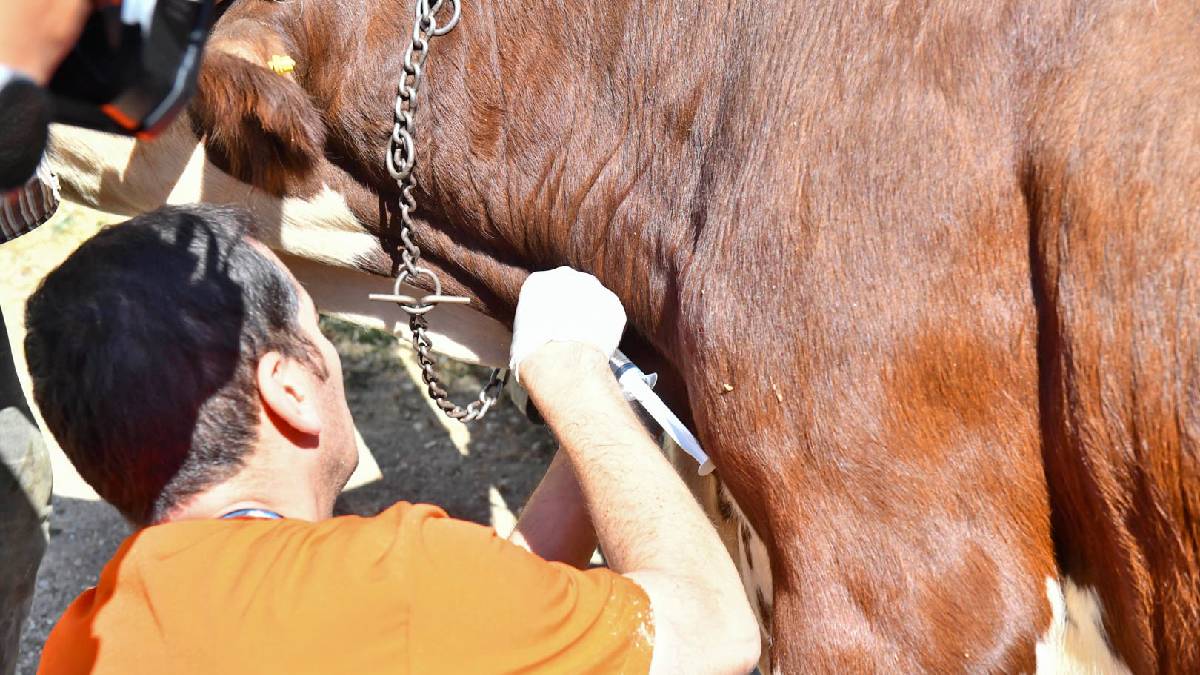 Ankara Büyükşehirden yetiştiriciye 12,5 milyon TL’lik can suyu: 3 ayda 18 bin 159 işlem