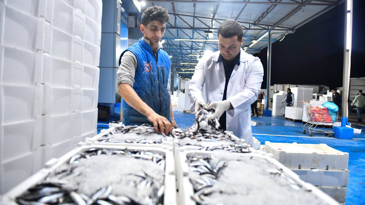 ABB’den Balık Hali’nde sıkı denetim: Balıklar tezgâha çıkmadan kontrolden geçiyor