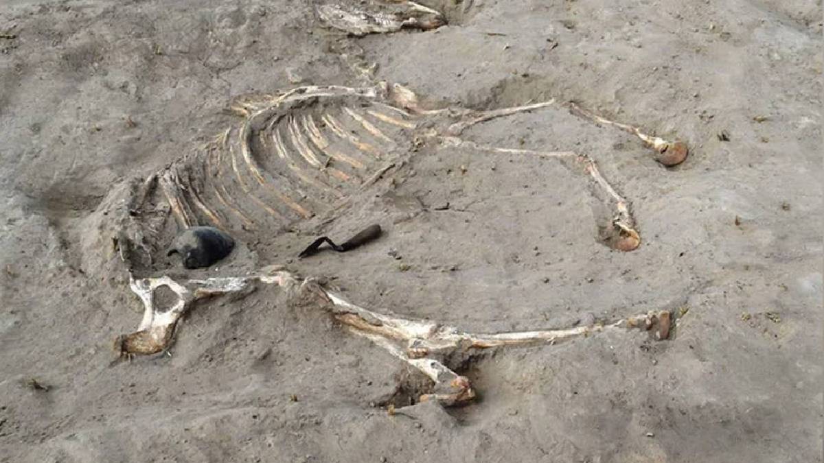 3 bin yıllık gizem: Mısır’da savaş atına ait mezar bulundu