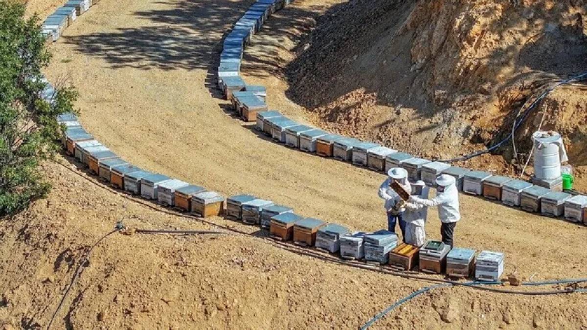 Kovan başına 20 kg sağım alınıyor! Diyarbakır Türkiye’de ilk 10’a girmeye hazırlanıyor