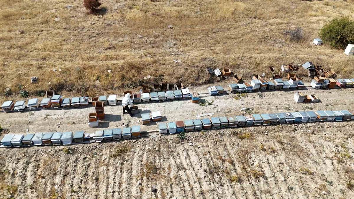 Hasat başladığı gibi kovanlar boşaldı! Kilosu 1500 TL’den yok sattı