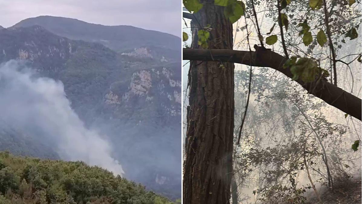 Hatay'da orman yangını