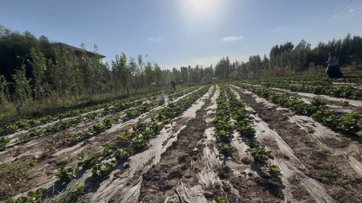 Alternatif olarak ekildi hasat başladı! Ağrı’da 15 ton verim bekleniyor