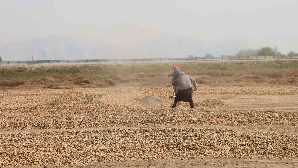 20.000 dekarda hasat sürüyor! Tüccar almayı bırakınca fiyatlar düşüşe geçti