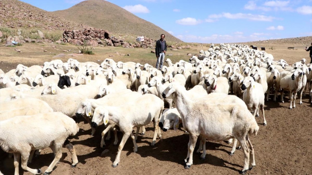Türkiye hayvan varlığında Avrupa ülkelerini geride bıraktı