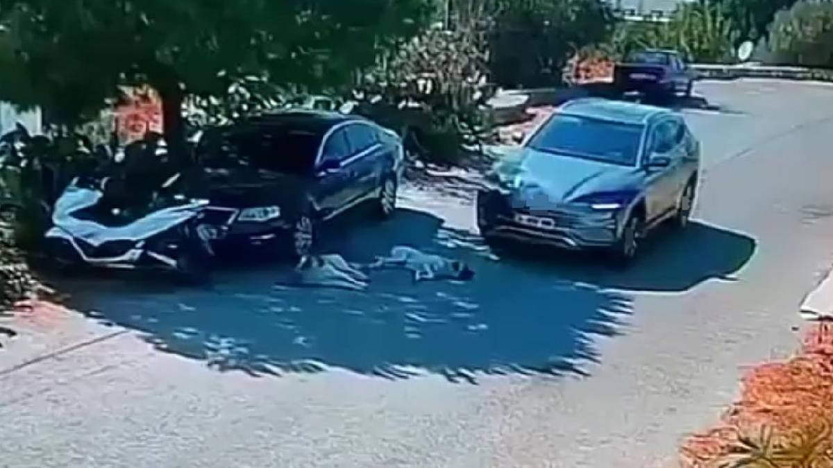 Bodrum’da tepki çeken görüntüler: İki köpeği ezdi yoluna devam etti