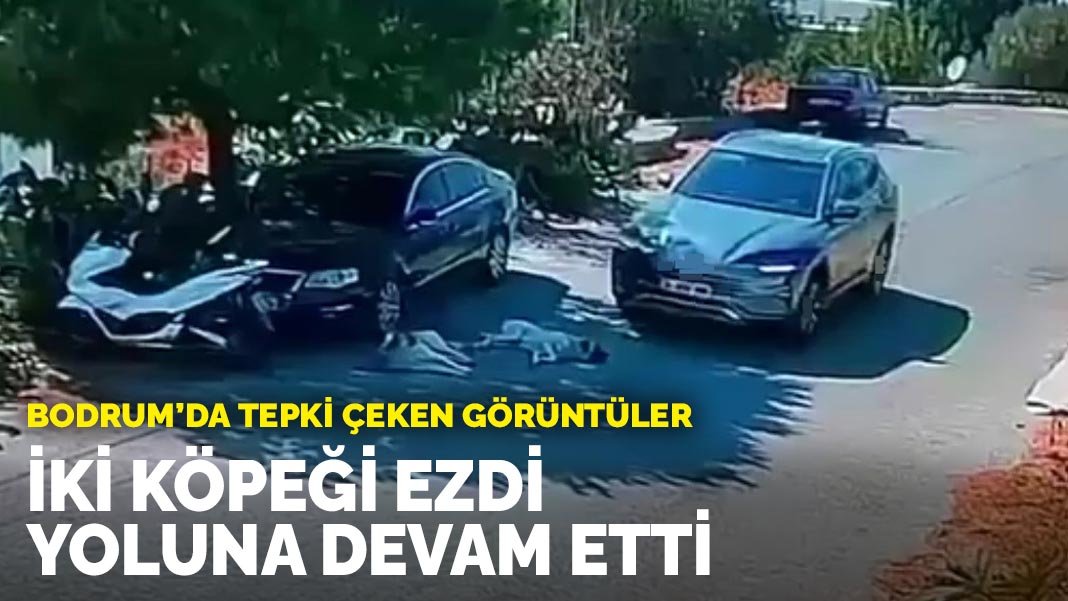 Bodrum’da tepki çeken görüntüler: İki köpeği ezdi yoluna devam etti