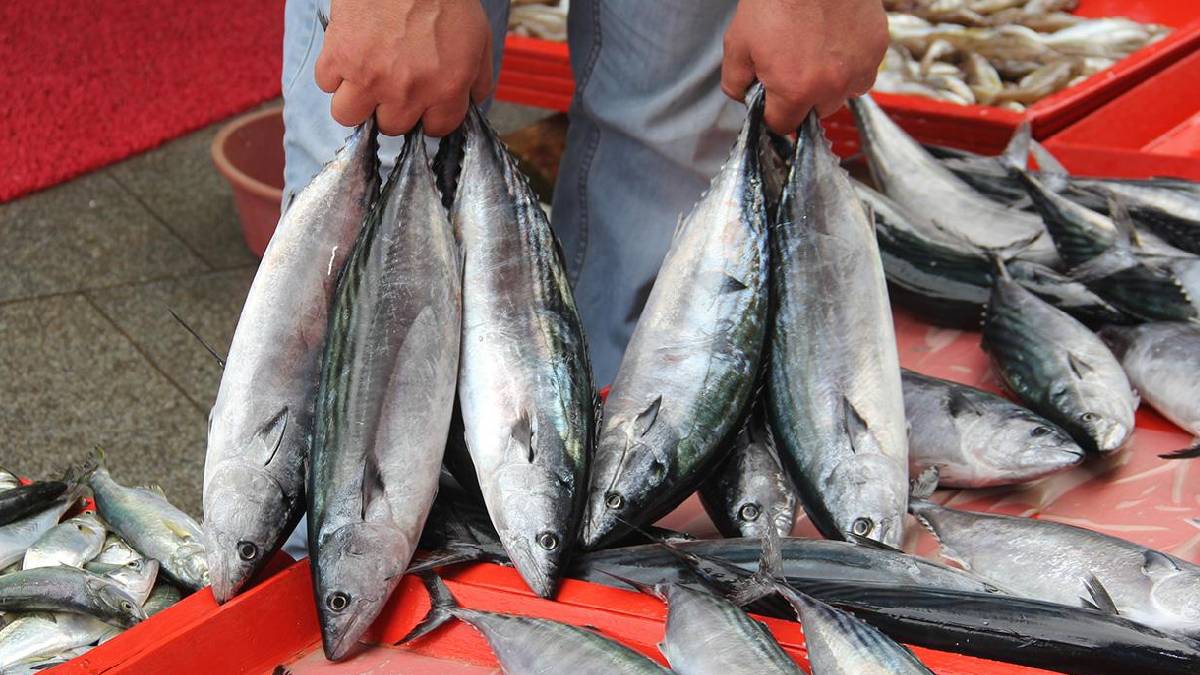 İstanbul'da balık tezgahlarının ağustos şampiyonu belli oldu: Zirvede palamut var