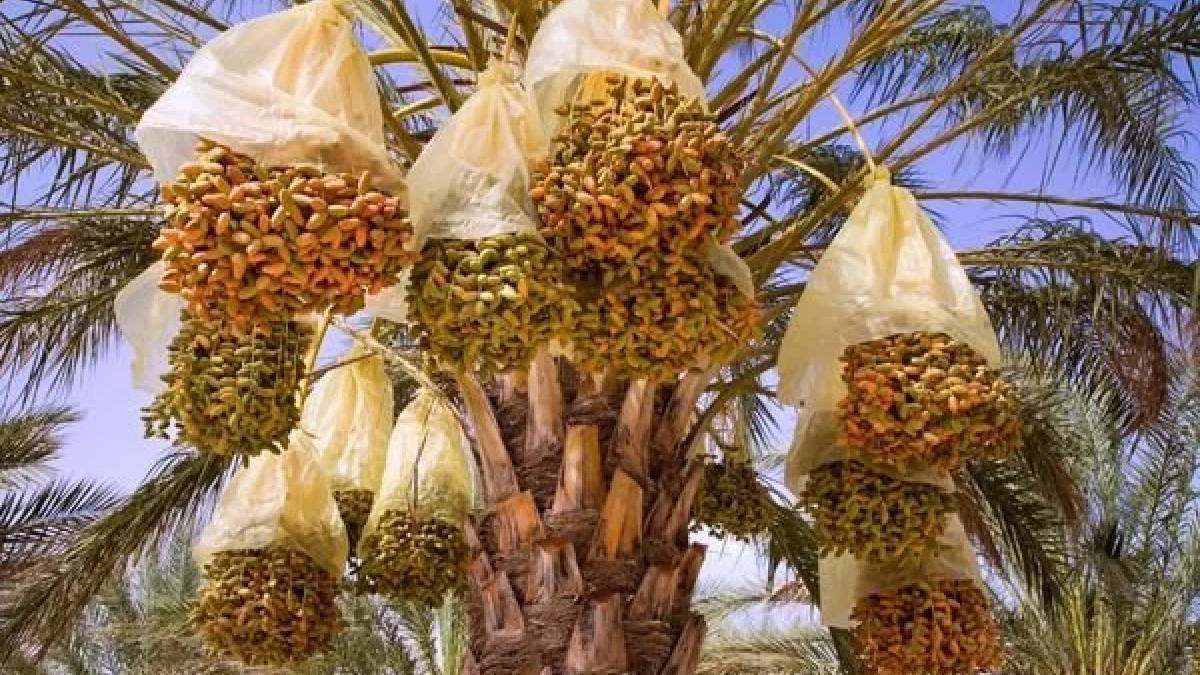54.000 tonluk ithalata yerli fren! Türkiye’de tarımın yeni gözdesi olmaya hazırlanıyor