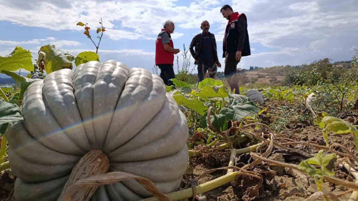 Sonbaharın sarı altını özenle toplanıyor! Tekirdağ’da zorlu mesai devam ediyor