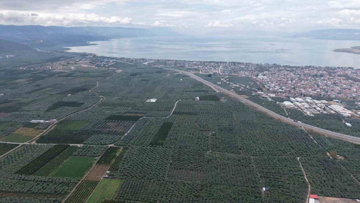 10.000 dekarda 30.000 ton üretiliyor! İznik’te sarı altın heyecanı başladı
