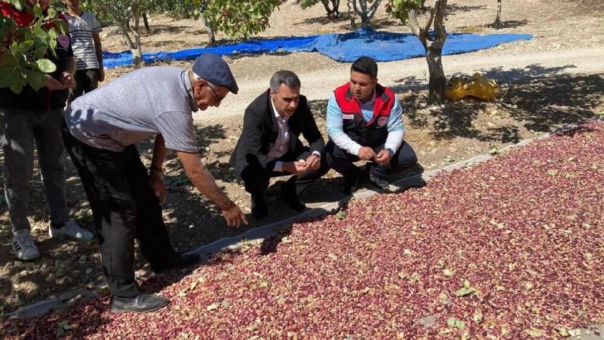 Denizli’de çiftçinin yeni kazanç kapısı! İlk hasat yüzleri de cepleri de güldürdü