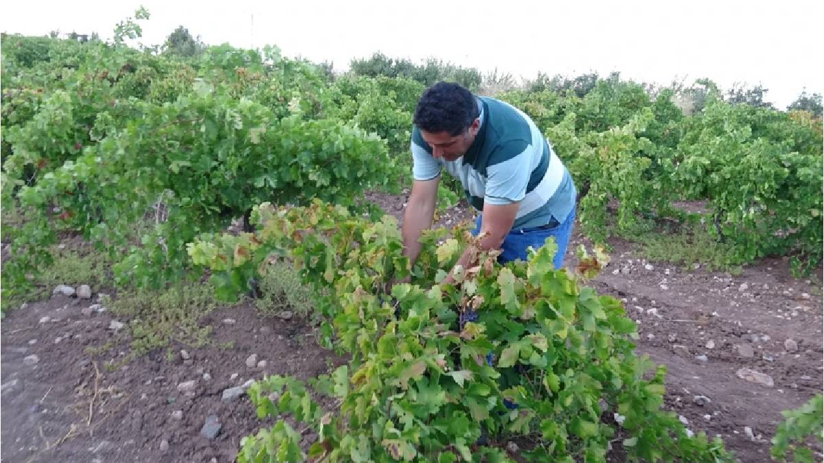 Kilosu 600 TL’den kapış kapış satıldı! Malatya’da dallarda tek bir tanesi bile kalmadı