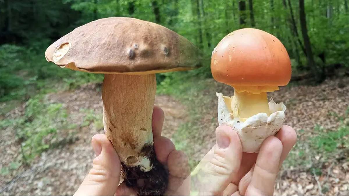 Yağmur yağdı, ormanlar mantarla dolup taştı! Sinop’ta sabah erkenden ormana akın başladı