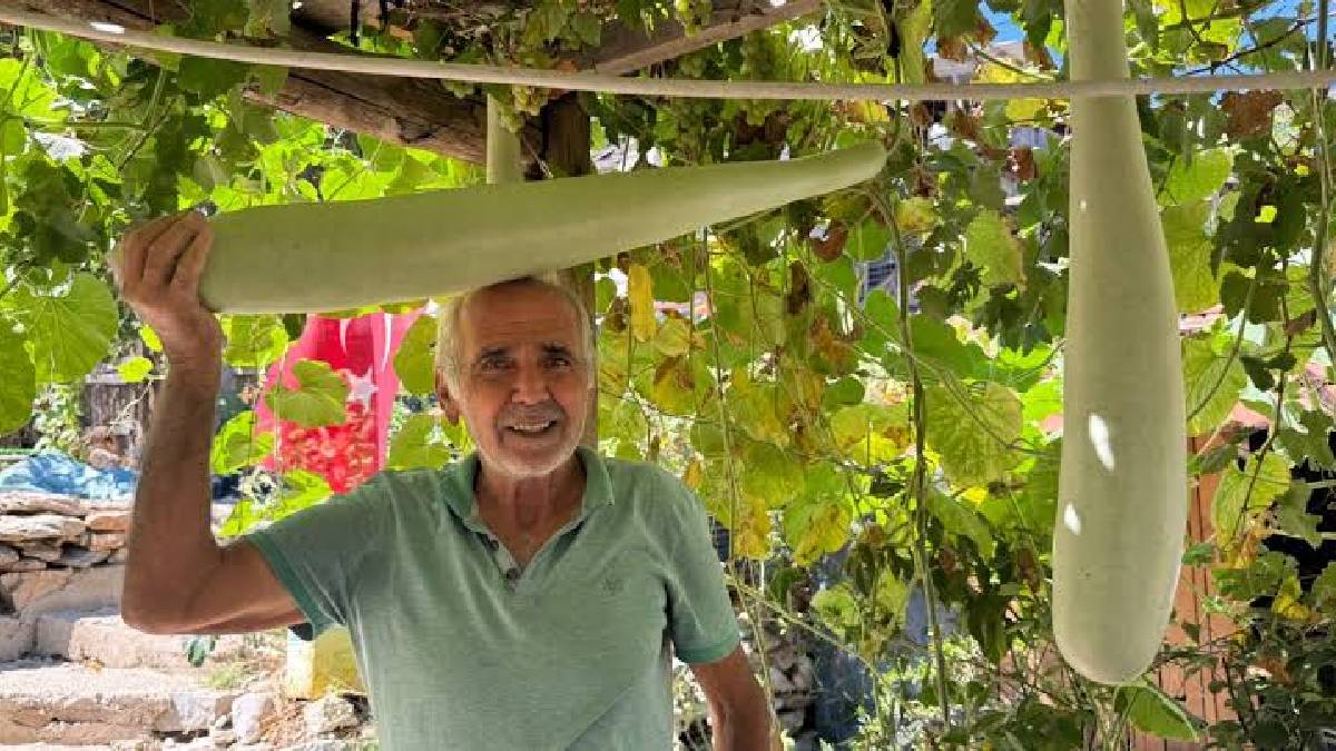 Denemek için ekti dev gibi büyüdü! Antalya’da 96 cm’lik su kabağı dikkat çekti