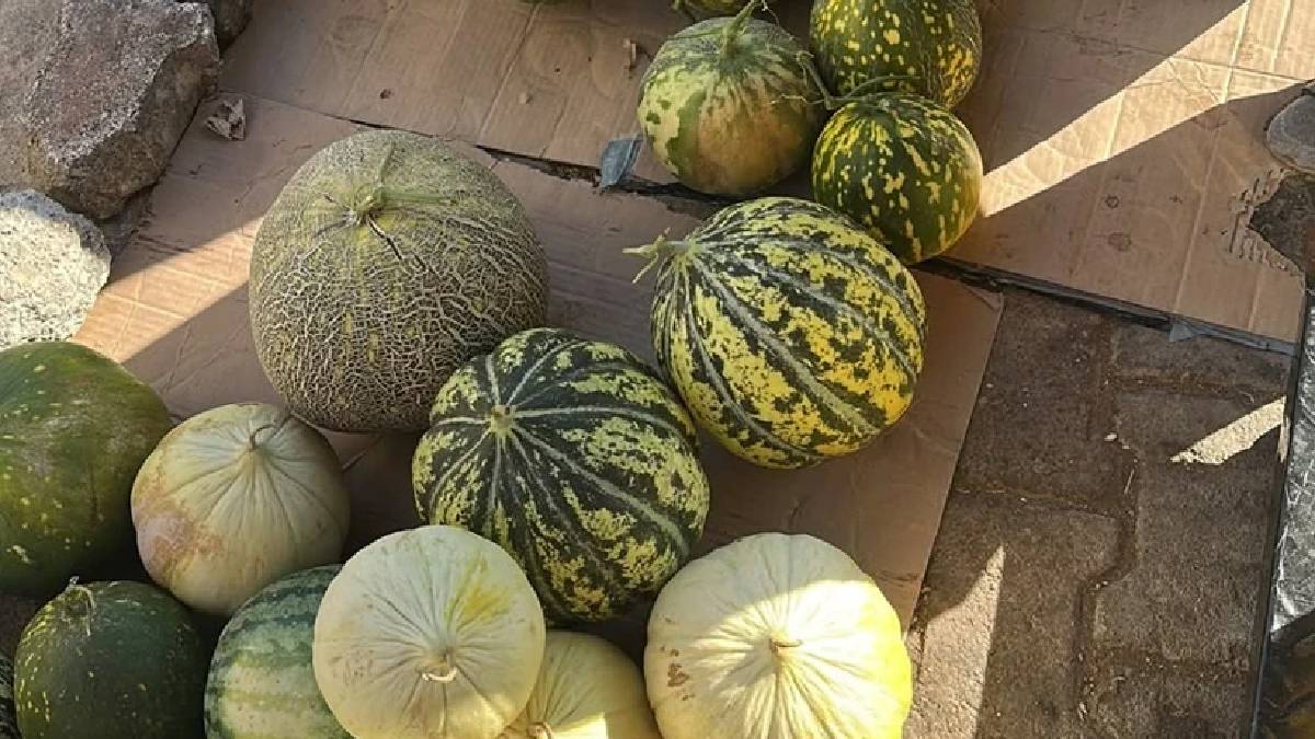 Susuz kıraç topraklarda yetişiyor! 30’u aşkın Ege lezzeti sofralara ulaşıyor
