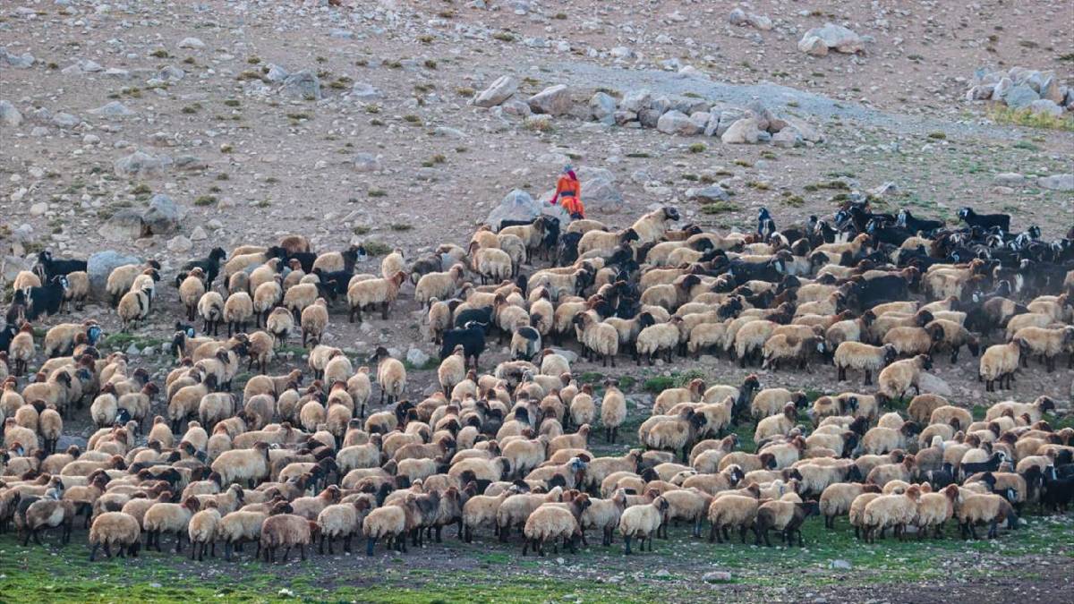 3.300 rakımdan sıcak bölgelere göç başladı! Hakkari’de göçerlerin 60 günlük zorlu mesaisi