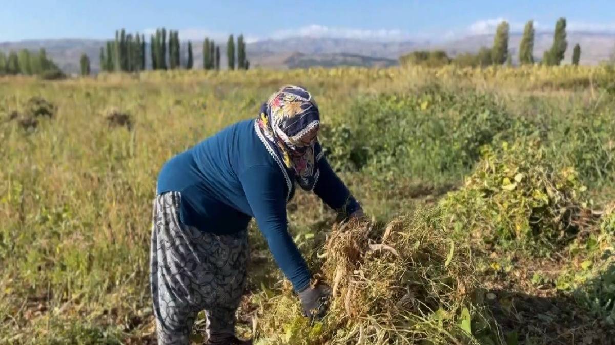 Gün ağarmadan mesai başlıyor! Elle sökülüp patozdan geçiyor